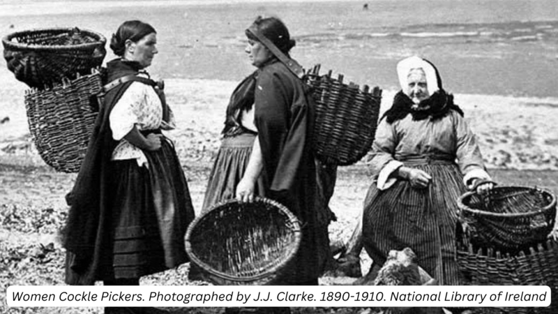 A black and white historic photograph (from 1890-1910) of 3 women carrying baskets, collecting cockles on a beach in Ireland.