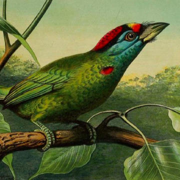 19th century illustration of a bird