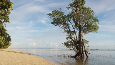 An image showing a sandy shore on the left and on the right a tree emerging from water.