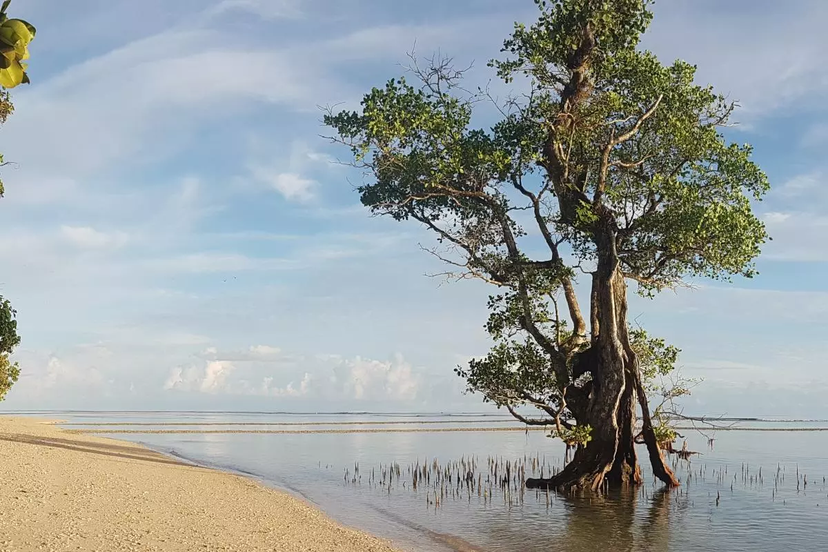 An image showing a sandy shore on the left and on the right a tree emerging from water.